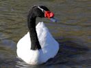 Black-Necked Swan (WWT Slimbridge 20) - pic by Nigel Key